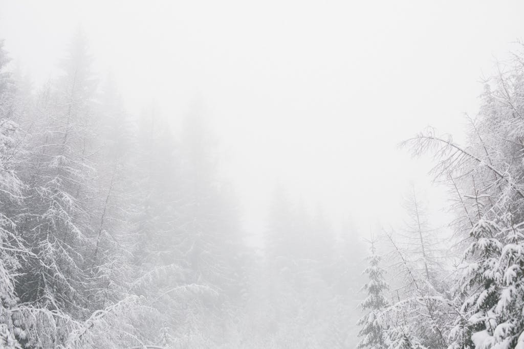 A tranquil winter forest covered in snow and enveloped by fog, creating a serene atmosphere.