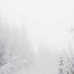 A tranquil winter forest covered in snow and enveloped by fog, creating a serene atmosphere.