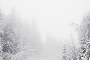 A tranquil winter forest covered in snow and enveloped by fog, creating a serene atmosphere.